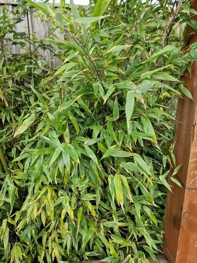 Is Bamboo the Next Japanese Knotweed?