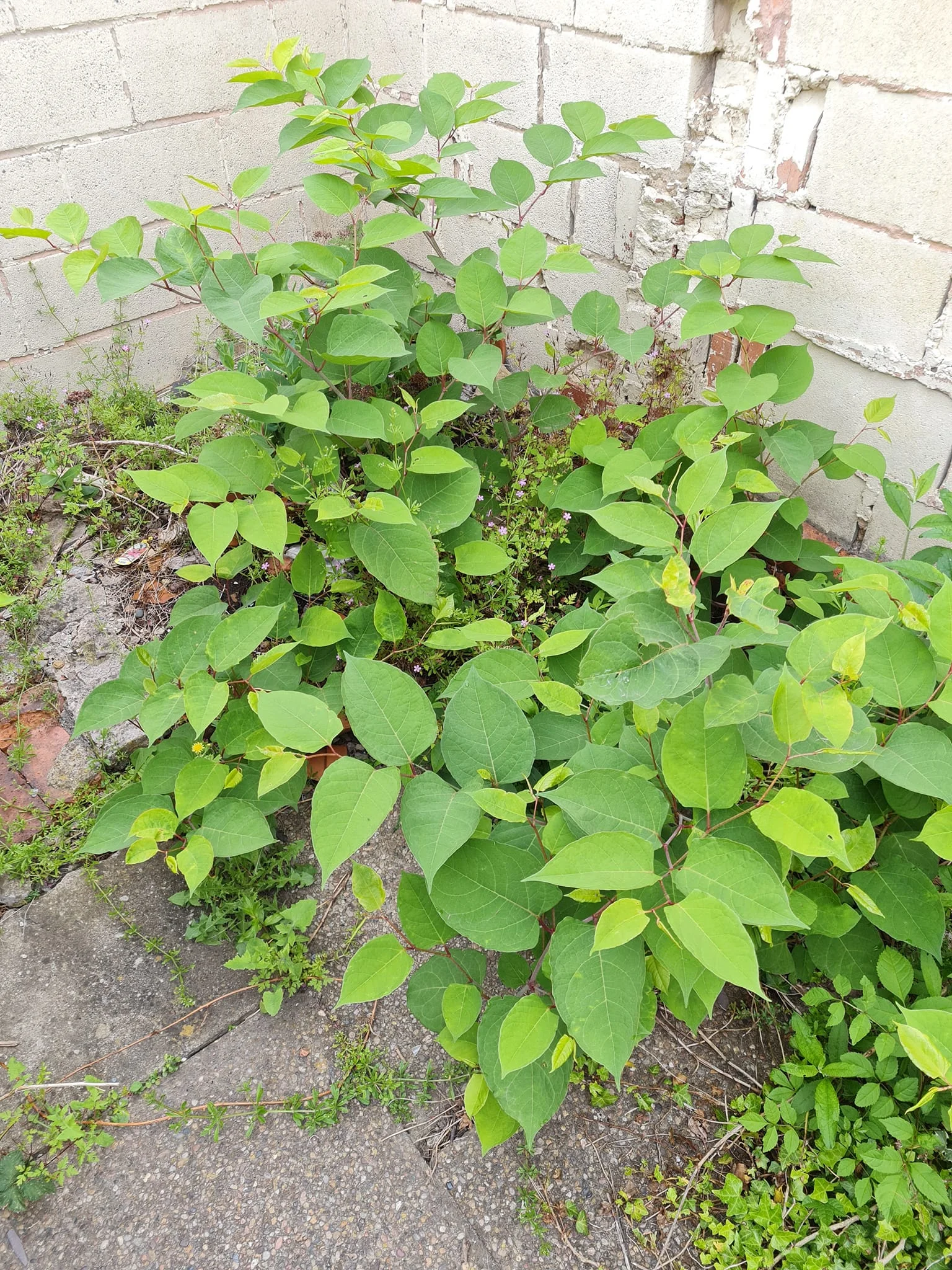 Japanese Knotweed: A Formidable Invasive Plant